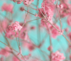 A blurry photo of pink flowers on a blue background.