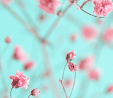 A blurry photo of pink flowers on a blue background.